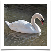 SH MUTE SWAN.JPG - Steve Hodson